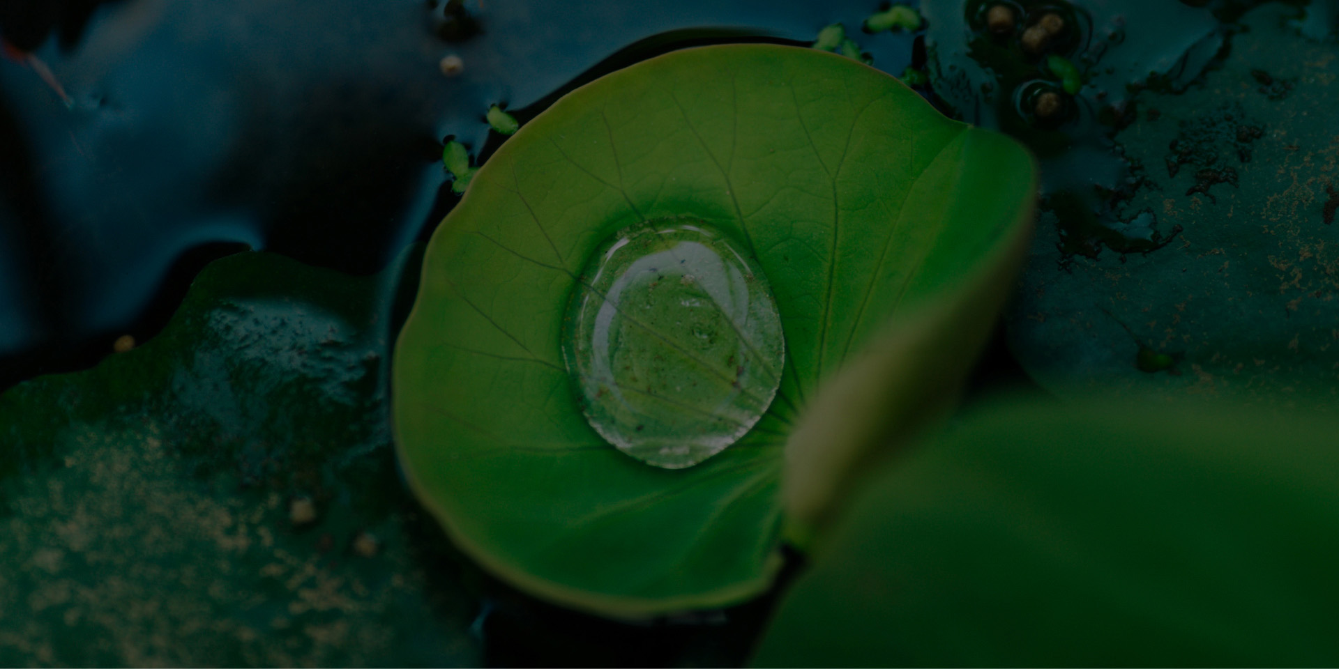 Sustainability